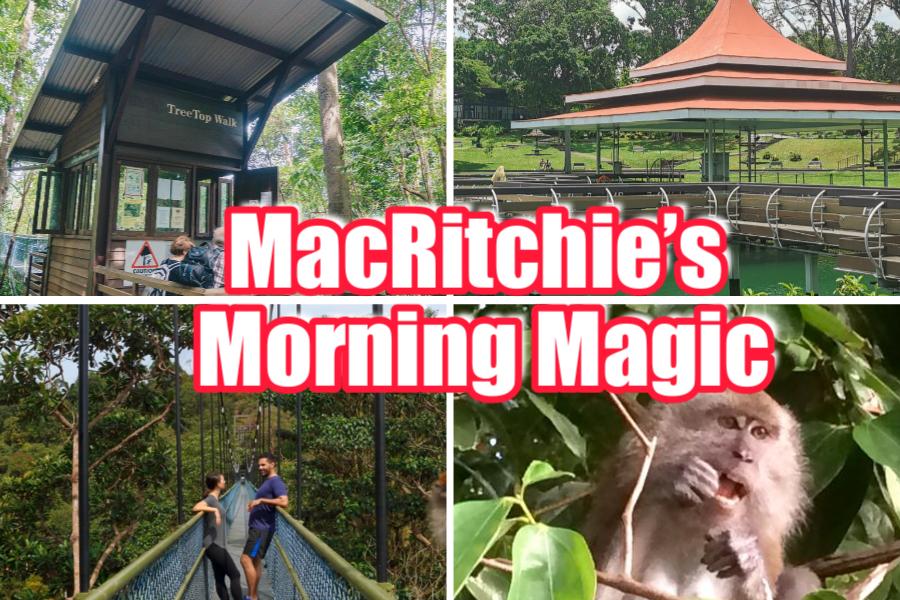 MacRitchie’s Morning Magic: Where the City Still Sleeps