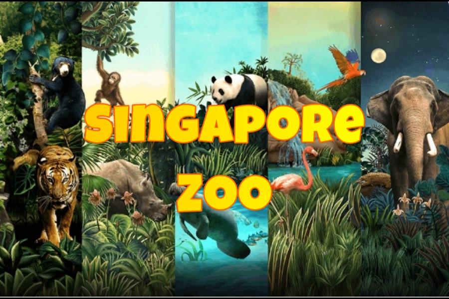 Singapore Zoo: From a Simple Family Outing to a World-Class Wildlife Destination